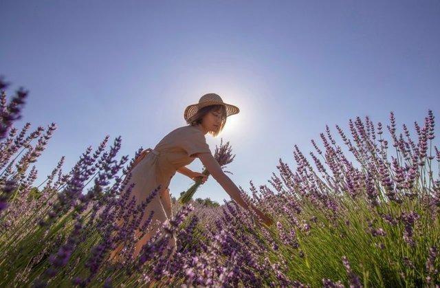 LAVANTA    Lavanta, pire, meyve sinei ve hamambceini uzaklatran bcek ilacnda bulunan 'linalool' adl bir bileen ierir. Bu nedenle bcek oluumunu engellemek iin bahenize lavanta ekebilirsiniz. Ayrca bir avu lavanta yapra alp suyla dolu bir sprey iesine koyabilir, karm cildinize veya mobilyalarnza skabilirsiniz.