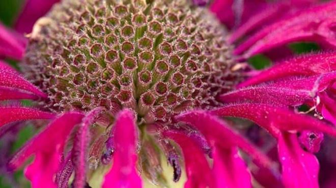 MONARDA    Ar Balsam olarak da bilinen monarda, sinekleri ve arlar cezbeder, ancak kklerinin pestisit olarak da nemli bir rol vardr. Yeralt zararllarn uzak tutabilen timol ierirler.