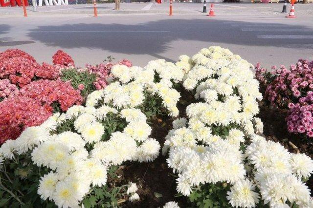 KASIMPATI    Kasmpat sadece gzel ieklere sahip olmakla kalmaz, ayn zamanda harika bir bcek kovucu grevi grrler. Bceklerin sevmedii piretrin ad verilen bir madde retirler. Bcekleri kovmak iin kasmpatlar dier bitkilerin yanna ekebilir ya da ieklerini scak suya ekleyerek karm giysilere pskrtebilirsiniz.