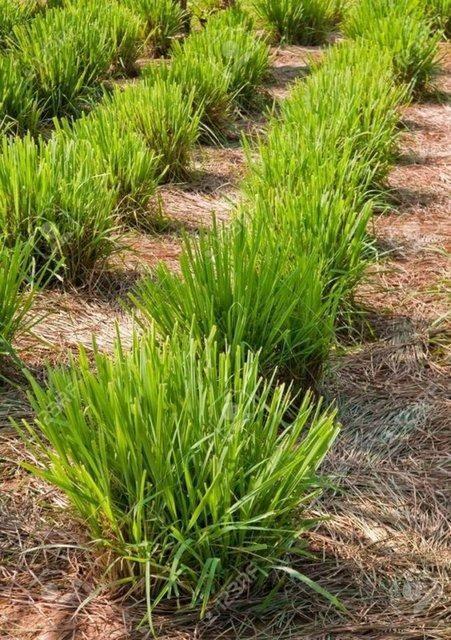 LMON OTU    Limon otu, sahip olduu sitronelal bileeni sayesinde gzel bir koku yayar ancak bcekler bu aromay pek sevmez. Kokunun daha gl olabilmesi iin yapraklarn ezebilir ve cildinize srebilirsiniz.