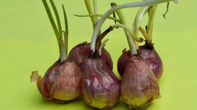 Kuru ve serin alanlar<p>    Soanlar saklamak iin en nemli kurallardan biri, onlar kuru ve serin bir yerde muhafaza etmektir. Soan nemi sevmez ve nemli ortamlarda ryebilir, kflenebilir. Mutfak tezgahnn altndaki dolap veya kiler gibi nemden uzak alanlar ideal olabilir.