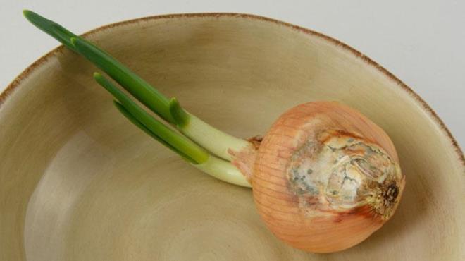 Soanlar saklamak basit gibi grnse de aslnda hassas ilemlerden biri olduu sylenebilir. Doru yntemleri bilmezsek, soanlarmz ksa srede ryebilir. te soan saklarken dikkat edilmesi gereken pf noktalar.