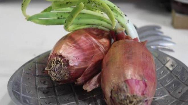 Iktan kann<p>    Soanlar saklarken dorudan gne ndan korumak ok nemlidir. Gne , soanlarn iindeki niastay ekerlere dntrr ve filizlenme problemi yaratr. Eer karanlk bir dolabnz yoksa, bir kutu iinde veya k geirmeyen bir torbada muhafaza edebilirsiniz.