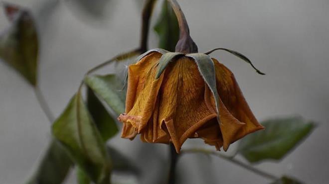 Ancak bitkileriniz d mekandaysa sabah sulayabiliyorsanz, hastalk olasln azaltrsnz ve buharlamaya daha az su harcarsnz.