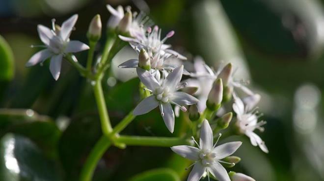 Son olarak d mekan bitkilerinizi sulama iini leden sonraya brakyorsanz ve hortumla sulayacaksnz hortumdaki suya dikkat edin. nk hortumun iinde, gnein scana maruz kalan su bitkilerinizi yakabilir.