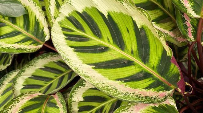 D mekandaki bahe bitkilerini gnn scanda sulamak bitkileri yakabilir. Bu yzden sabah saatlerinde sulama yapmalsnz.