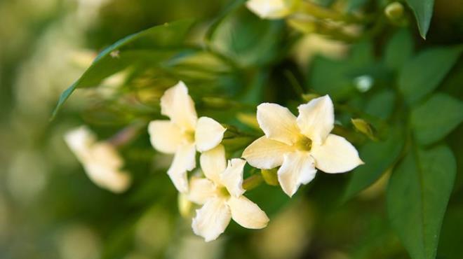 Bu noktada iki nemli detay var. Eer bitkileriniz evin iindeyse ar veya az sulama yapmyorsanz hangi saat aralnda suladnzn bir nemi yok.