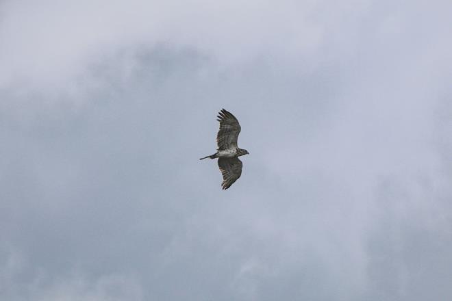 Ovalar, talk da etekleri ve yar llerde yaayan ylan kartal, Idr'n Tuzluca ilesindeki orak arazide grntlendi.