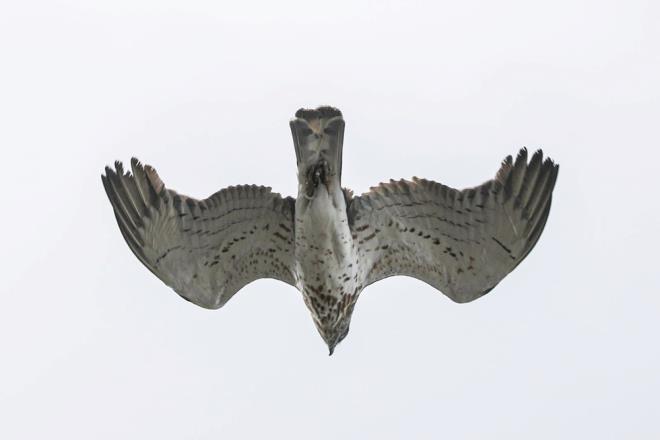 Blgeye g kapsamnda gelen trler arasnda, bata ylan olmak zere srngen avlayarak beslenmesiyle bilinen ve kanat akl 170 santimetreye kadar ulaabilen ylan kartal da (Circaetus gallicus) bulunuyor.