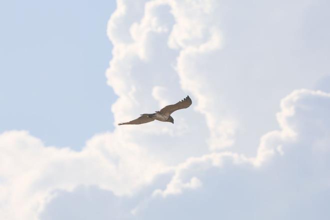 Corafi yaps ve iklim artlarndan dolay 300'den fazla ku trne ev sahiplii yapan Idr, yaz mevsiminde gneyden kuzeye g eden birok tr arlyor.