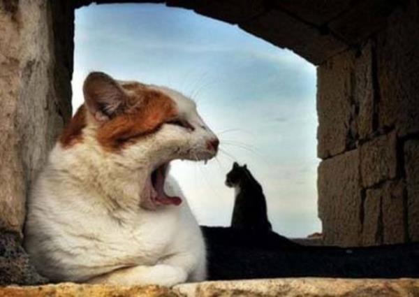 Bu fotoraflar yle ustalkla ekilmi ki dikkatle bakmayan gzlerin aldanmas iten bile deil...