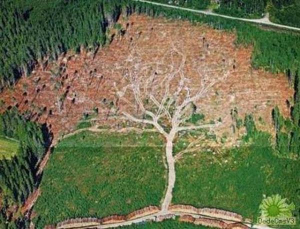 Bu fotoraflar yle ustalkla ekilmi ki dikkatle bakmayan gzlerin aldanmas iten bile deil...