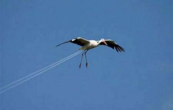 Bu fotoraflar yle ustalkla ekilmi ki dikkatle bakmayan gzlerin aldanmas iten bile deil...