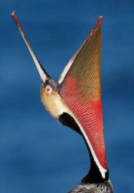 Bu fotoraflar yle ustalkla ekilmi ki dikkatle bakmayan gzlerin aldanmas iten bile deil...