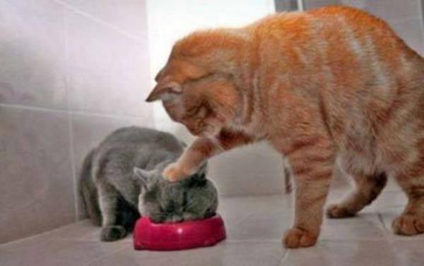 Bu fotoraflar yle ustalkla ekilmi ki dikkatle bakmayan gzlerin aldanmas iten bile deil...