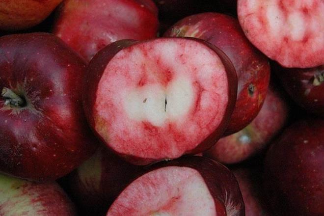 ARDAHAN ELMASI    Sadece Ardahan'n Posof ilesinde yetitii bilinen, ii de d gibi krmz renkte olan elma da tescillenenlerden.