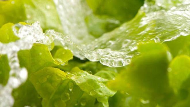 Marul suyu kullanlarak yaplan almalar sonucunda di eti hastal olan hastalarn salkl bakteri dzeyini artrd grlm. Yani marul, tek bana fayda salarken suyunun da bambaka bir etkisi ortaya kt.