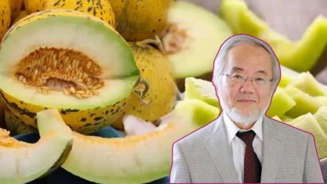 Nobel Tp dl alan Japon bilim insan Yoshinori Ohsumi doada en nadir bulunan K vitamininin kavun kabuklarnda bulunduu aklayarak sakn pe atmayn diyerek heyecanlandran bir aklama yapt. Kavun kabuunun faydalar saymakla bitmiyor.