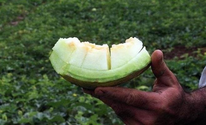 K vitamini vcudun geliim yapsn etkileyen temel vitaminlerden biridir. Ancak nadir bulunduundan takviyelerle alnr.