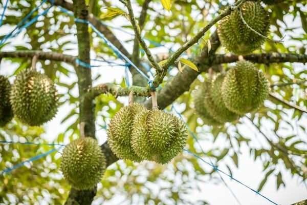 Endonezya'da nadir yetien durian meyvesinin bir tr, tanesi 1000 dolardan sata karld.
