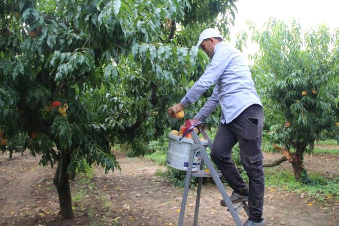 Bir orta boy eftali ayrca gnlk %2 veya daha fazla E ve K vitamini, folat, demir, potasyum, magnezyum, fosfor, manganez, inko ve bakr ierir.