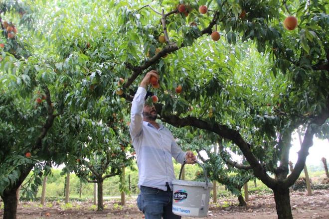 KALP SALIINI KORUR    eftali meyvesi tketmek yksek tansiyon ve artan kolesterol seviyeleri gibi kalp hastalklar gelitirme riskini azaltabililir. Kalp damarlarnn tkanmasn engeller.    GL BAIIKLIK N NEML    eftalinin iinde bulunan C vitamini baklk sisteminin glenmesine yardmc olur. indeki antioksidanlar, hcrede oluan hasarlarla savaarak, yalanmaya ve kansere kar koruyucu olabilir. Haftada en az iki porsiyon eftali tketmek menopoz sonras kadnlar, meme kanseri trlerinden koruyabilir.