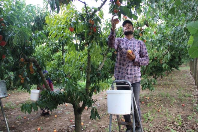 BAIRSAK DOSTU    eftalideki lif, kabzl nleyerek ve salkl sindirimi destekleyerek, kan ekeri seviyelerinin ynetilmesine yardmc olru. Barsaklardaki faydal bakterileri besler.