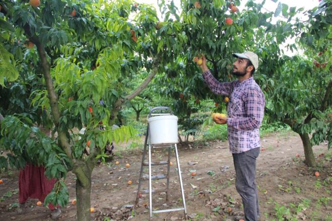 Blgede geen haftalarda yaanan saanak yaa bal sel basknlar ve frtnadan tarlasnn etkilendiini ifade eden retici Okan Pikin, saanan rnlere zarar verdiini szlerine ekledi.