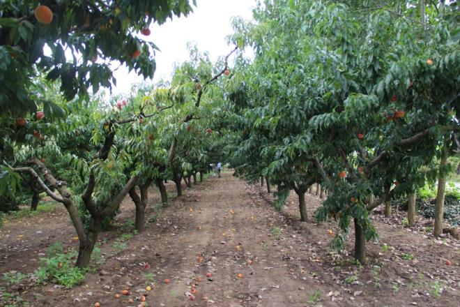 Ama fiyat olarak maalesef istenilen dzeyde deil. Geen sene de kalitesine gre 15-20 TL arasndayd, bu sene de ayn fiyat. rn tarladan ktktan sonra pazara gidene kadar fiyat katlanyor. Emeimizin karln hibir zaman alamyoruz ama ona ramen retmeye devam ediyoruz" dedi.