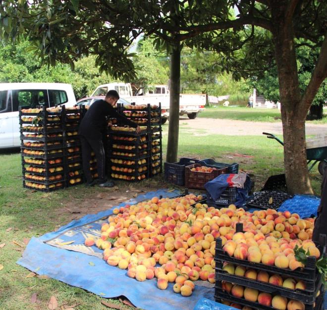 A VE C VTAMN DEPOSU    Mevsiminde tketilen eftalinin vcuda olan faydalar da dikkat ekiyor. eftali, gnlk A vitamini ihtiyacnzn %6'sn ve gnlk C vitamini ihtiyacnzn %15'ini karlar.