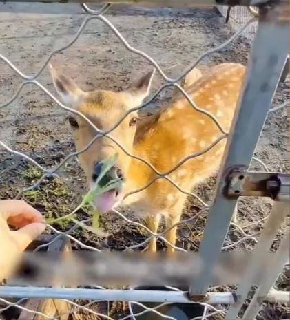 Yang "lki, huzurevini merak ediyordum ve gerekten herkesin syledii kadar skc m olduunu grmek istedim; ikincisi ise hastayken dinlenip temel salk hizmetlerine eriim salamak ve salkl beslenmek istedim," aklamasnda bulundu.