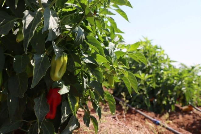 AN LM RSKN YZDE 14 AZALTIYOR    Her gn veya gnar, baharatl zellikle de acl yiyecekler tketenlerin haftada bir kez baharatl yiyecekler yiyenlere gre lm risklerinin yzde 14 azald belirlendi.