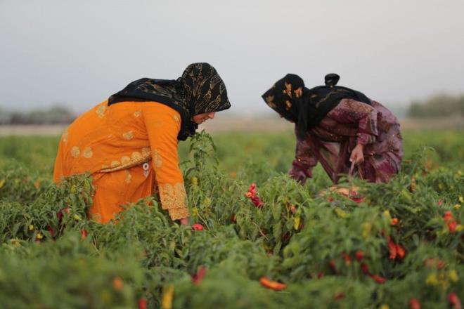 VCUDU HASTALIKLARA KARI KORUYOR    Ac biberin ierisinde yksek miktarda C vitamini bulunuyor. Bu zellii ile baklk sistemini glendiriyor. Ayn zamanda ierdii beta-karoten de vcutta antioksidan etkisi gstererek hcrelerin zarar grmesini engelliyor. Vcudu hastalklara kar koruyor.