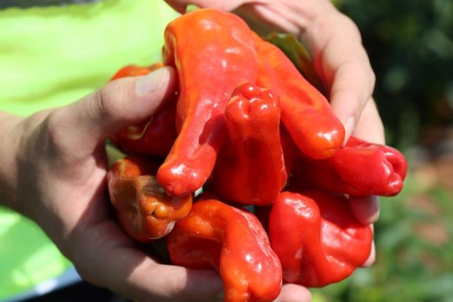 Yemeklerimizde sklkla kullanlan ve sofralardan eksik olmayan ac biber, muhteem ya yakc zelliiyle ortaya kyor. Ayrca ac biberi vcuda pek ok faydas bulunuyor. Hatta mr bile uzatyor.