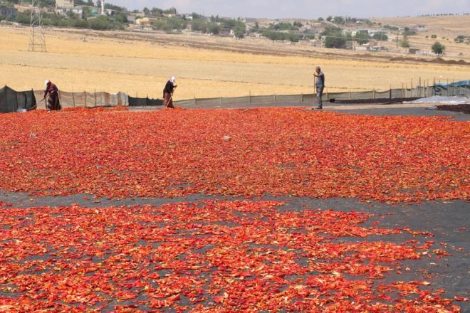 ngiliz, in ve Amerikal bilim insanlarnn yapt yeni bir aratrmaya gre dzenli olarak ac biber yiyen kiilerin ya da her gn ac biber tketenlerin kanser, kalp ve solunum rahatszlklarna yakalanma riski yemeyenlere oranla daha az oluyor. Yani ac biber lm riskini azaltyor.