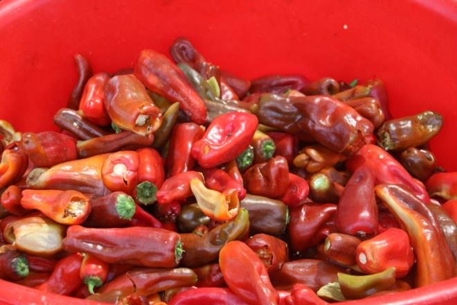 Ac biberin ierisinde bulunan kapsaisin maddesinin antioksidan zellii bulunuyor. Kapsaisin ayrca iltihap ve obeziteyi nlemede de etkili bir madde. Kanser gibi ciddi rahatszlkalrn zerinde de etkili olan kapaisin ac biberin ierisinde bol miktarda bulunuyor. Ac biberin kantlanm faydasna gelin birlikte bakalm...