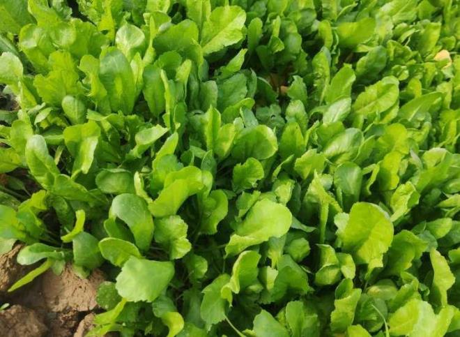 TERE Vitamin ve mineral bakmndan olduka zengin olan tere, tat bakmndan olduka keskindir. <br>    zellikle kahvaltda tketildiinde, halsizlik ve yorgunluu alan tere, kanser hcresinin olumasn engelliyor.    Tere, hcreleri korumas nedeniyle birok kronik hastaln nne geiyor.    &#8203;  <br>