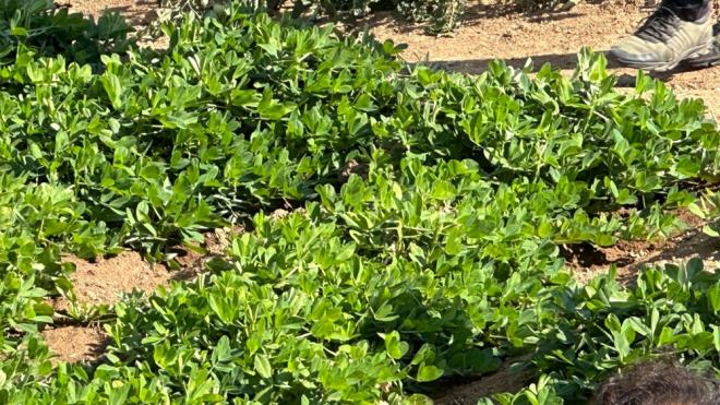 Tok tutma zellii sayesinde kilo ynetimine yardmc olabilir, ancak porsiyon kontrolne dikkat edilmelidir nk kalorisi yksektir. Yer fst, dk glisemik indeks deerine sahip olmas nedeniyle kan ekerini dengelemeye yardmc olabilir.