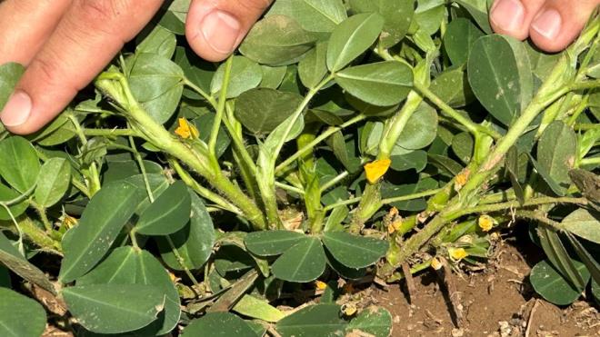 lenin Esendere yolu zerinde bulunan Gllce kynde ikamet eden Ylmaz Gne isimli ifti, kynde ilkbaharda yer fst ekimine balad.