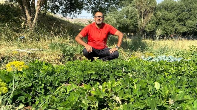 Perviz Geirgen, ?Aslnda bu rn hep ukurova gibi merkezlerde yetitirildi. Bizde hep hayal ediyorduk bu rnn burada ekimini yapabilir miyiz? Gllce kymzde yaayan Ylmaz Gne tarafndan bu sene yetitirildi. Bir ilk gerekletirildi, demo alan oluturuldu. imdi unu grdk, artk yer fst Yksekova'da yetiebiliyor. Yksek bir verime de yaklatk. nallah ekim aynda da hasadn gerekletireceiz. Tek amacmz bu rn tm iftilerimizle buluturmaktr? dedi.