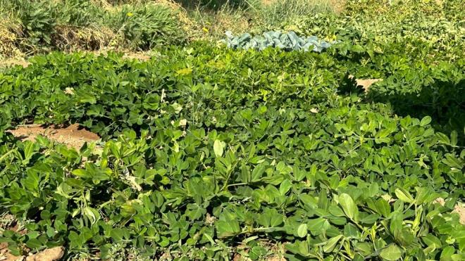 lede ilk kez byk bir alanda yaplan yer fst ekim alann gezen Yksekova Ziraat Odas Bakan Perviz Geirgen, stn baar gsteren Ylmaz Gne isimli iftiyi tebrik ederek, tm ilede bunun olmas iin gayret gstereceklerini sylediler.