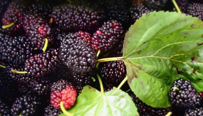 2- KARADUT          Antosiyonin asndan zengin olan karadut, beyin hcrelerini koruyabilecek ve bilisel ilevlerini destekleyebilecek bir besin olarak listede nemli bir yere sahip.