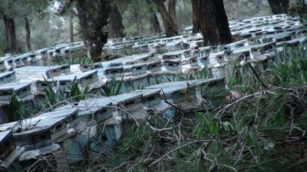 <p><b>ARI ST NASIL TKETLR?</b></p> Ar st saf olarak kullanlaca gibi su, pekmez veya stte zlerek de tketilebilir. En yaygn olan balla kartrlarak tketilmesidir. Bal hem biraz eki olan ar stnn daha rahat alnmasna yardmc olduu gibi koruyucu zelliiyle ar stnn bozulmasn nler.