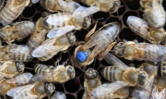 <p><b>ARI STNN MUCZES</b></p> Kovandaki dzenin ve ar kolonisinin hayatnn devam ar stne baldr. Ar style beslenen kralie ar kovana hkmeder. Yeryznde hibir canl da rastlanamayacak derecede inanlmaz bir dourganlktr kralie arnn yumurtlamas. Kralie arnn sadece ar style beslenmesi bu mucizevi rnn ne kadar etkili ve kuvvetli olduunu gstermektedir.