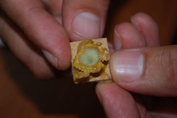 <p><b>BALGAM SKTRC</b></p> -Ar st st solunum yolu rahatszlklarna ok iyi gelmektedir. Astm, bronit ve nefes darl eken hastalar tedavi ettii, akcieri temizleyip balgam sktrd bilinmektedir.