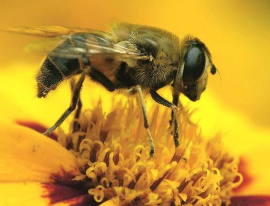 Sadece ar style beslenen kralie ar dier arlardan ok farkl bir hal alr. Fiziksel olarak dier arlarn iki kat kadar bir irilikte ve dier arlardan iki kat kadar daha ar olur. Dier arlarn hepsi ksr olmasna ramen, ar style beslenen kralie ar yeryznn en dourgan canls olarak gnde kendi arlnn 2 kat kadar, 1500-3000 yumurta yumurtlar.