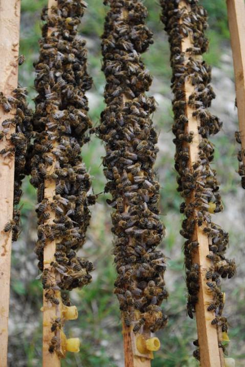 40-50 kovandan bir sezon boyunca ancak 1 kilogram kadar retim yaplabiliyor. Ar stn 5 derece gibi normal bir buzdolab scaklnda 2-3 ay boyunca saklayabilirsiniz. Daha uzun saklanmas gerekiyorsa sfrn altnda 17 derece buzluk kullanlmal.