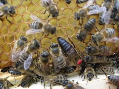 Kralie arnn dier arlardan bir fark da mrdr. Normal arlar 6 hafta yaadklar halde kralie ar 6-7 yl yaar. Bilim adamlar, normal aryla kralie ar arasndaki bu byk farkn sebebini kralie arnn ar st ile beslenmesi olarak aklamlardr.