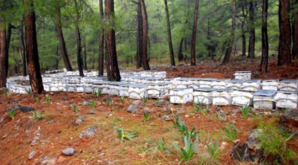 <p><b>DOAL NSLN</b></p> - Tansiyon hastalar zerinde yaplan almalarda tansiyonu dengeledii rapor edilmitir. - Diyabet hastalarna verilen ar st kr ile bu hastalarda ok ciddi iyileme gzlemlenmitir. Ar stnn doal bir inslin gibi kandaki ekeri yakarak enerjiye dntrd ve inslin ihtiyacn azaltt tespit edilmitir.