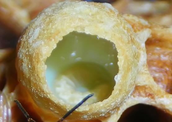 <p><b>ARI ST NASIL OLUYOR?</b></p> Ar st, bir haftalk gen arlarn yutak alt bezlerinden salgladklar bir enzimdir. Arlar ar stn sadece kralie ar ve yavru arlarn beslenmesi iin retirler. Kralie ar yaad sre boyunca ar style beslenir. Dier arlar ise yavruyken ilk 3 gn ar style beslenir, ilk 3 gnden sonra ise bal ve polenle beslenmeye balarlar.